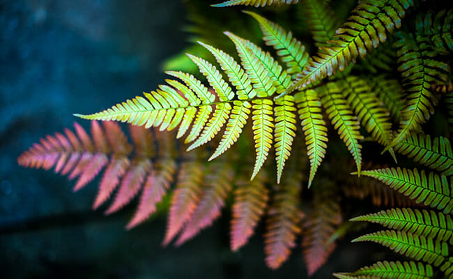 fern leaf