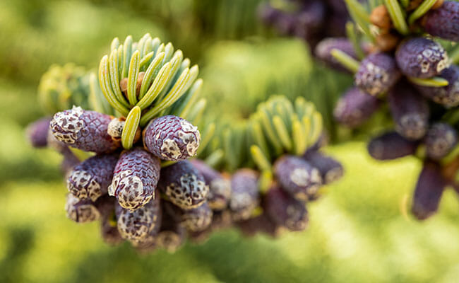 new growth on a pine tree