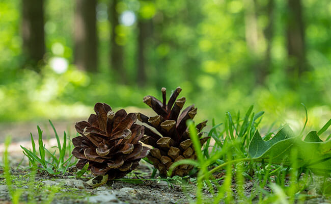 pinecones