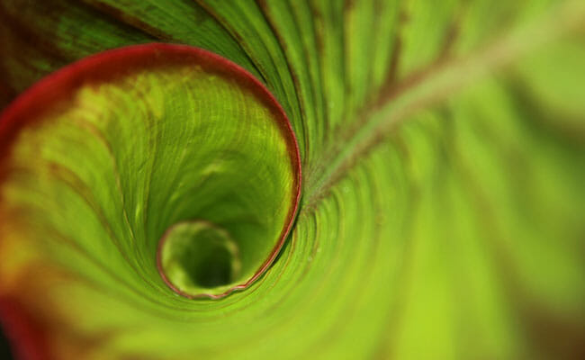 rolled up leaf