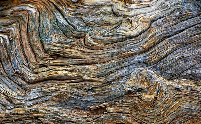 tree bark