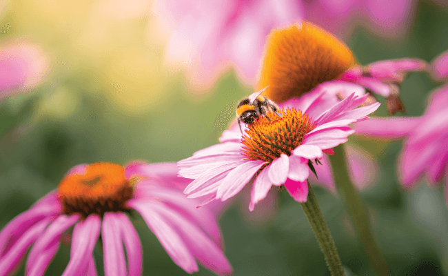 bee on a flower