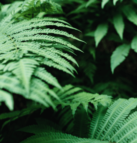 large fern leaves