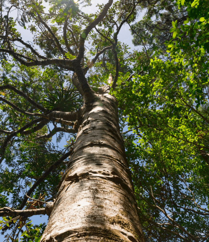 Looking up at tree