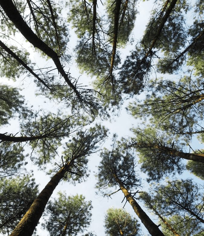 Looking up at trees in a forest