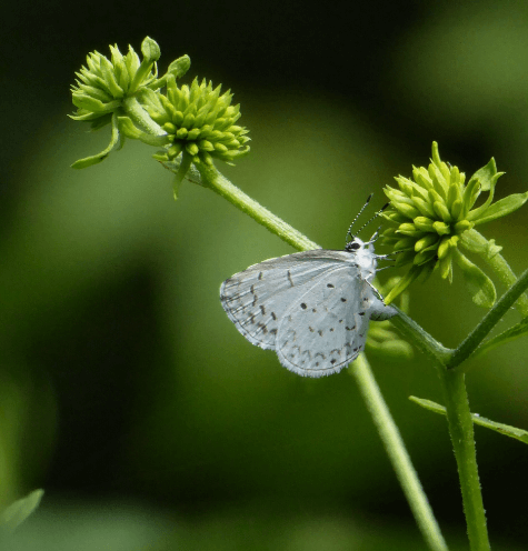 moth sitting on a plant