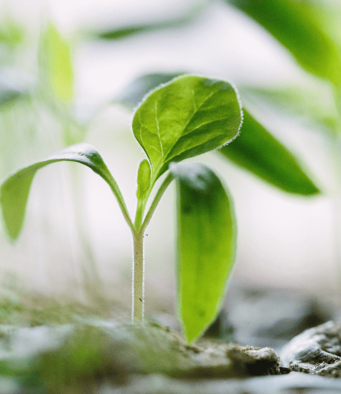 small plant growing